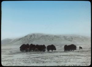 Image of Herd of Musk-Oxen
